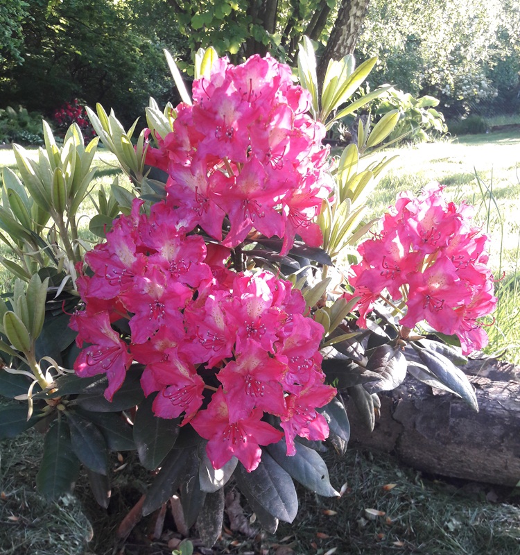 Rododendras „Jan III Sobieski – Royal Amaranth“ - Image 2