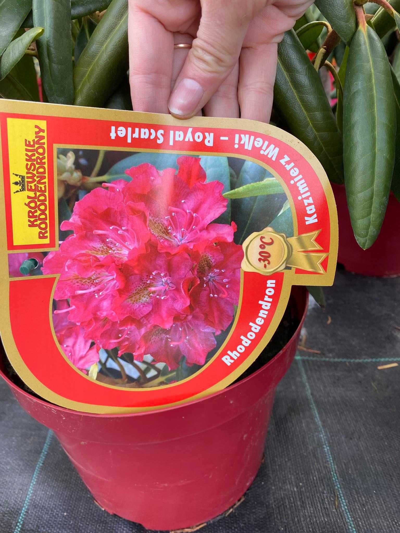 Rododendras „Kazimierz Wielki – Royal Scarlet“ - Image 3