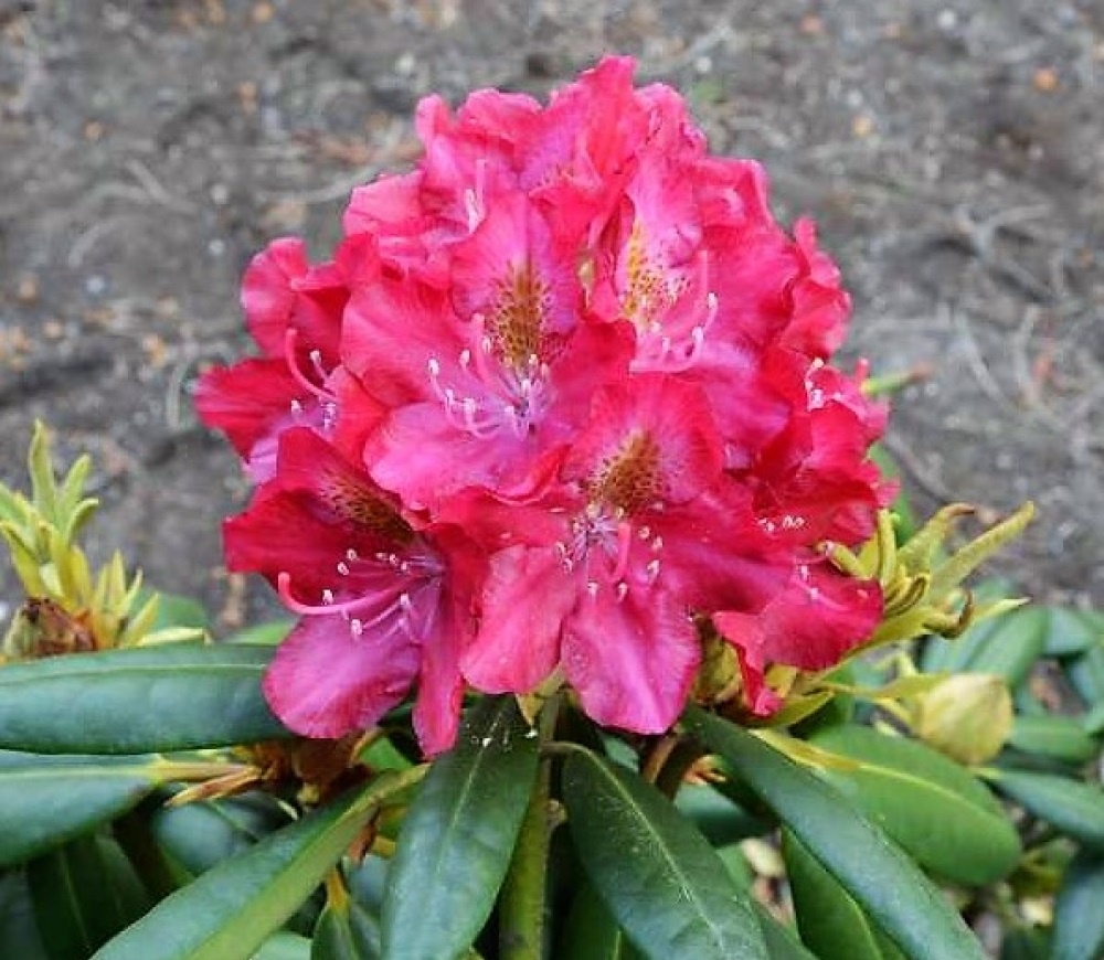 Rododendras „Kazimierz Wielki – Royal Scarlet“ - Image 2