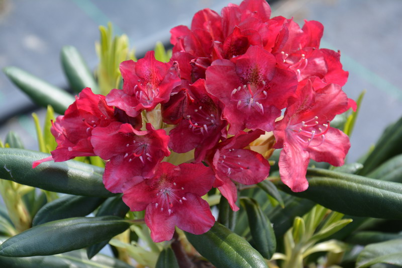 Rododendras „Kazimierz Wielki – Royal Scarlet“