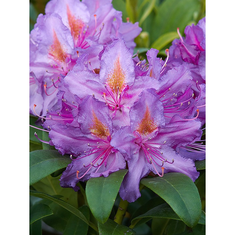 Rododendras „Libretto“ - Image 2