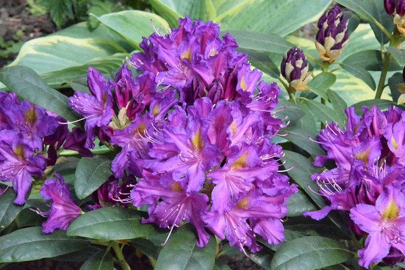 Rododendras „Libretto“