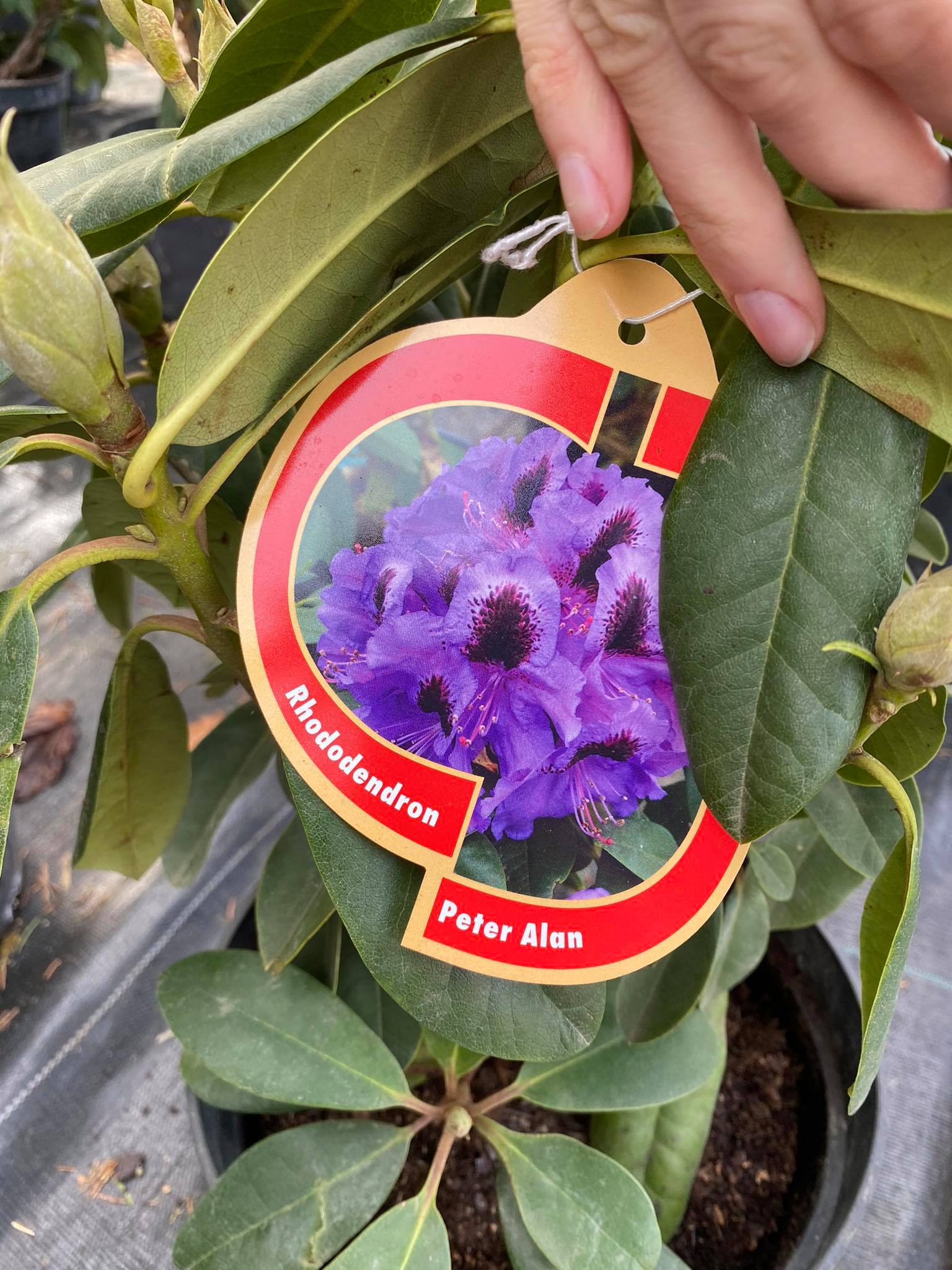 Rododendras „Peter Alan“ - Image 3