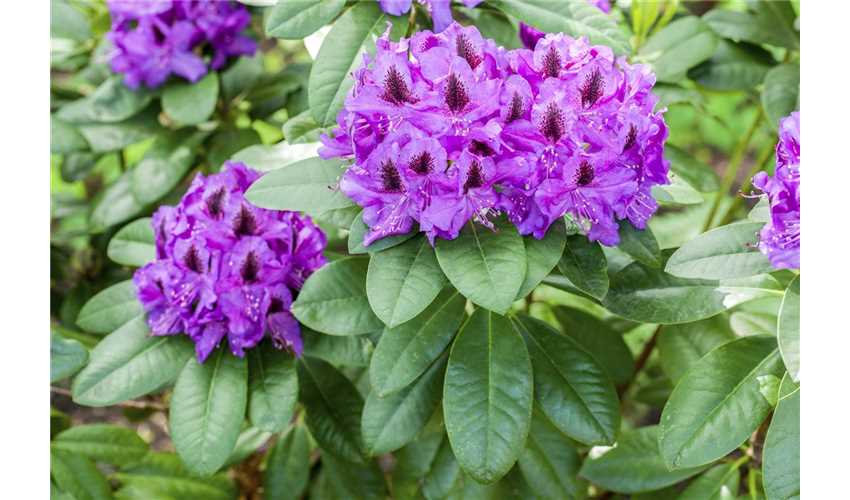 Rododendras „Peter Alan“ - Image 2