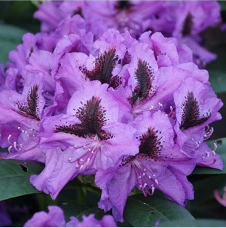 Rododendras „Peter Alan“