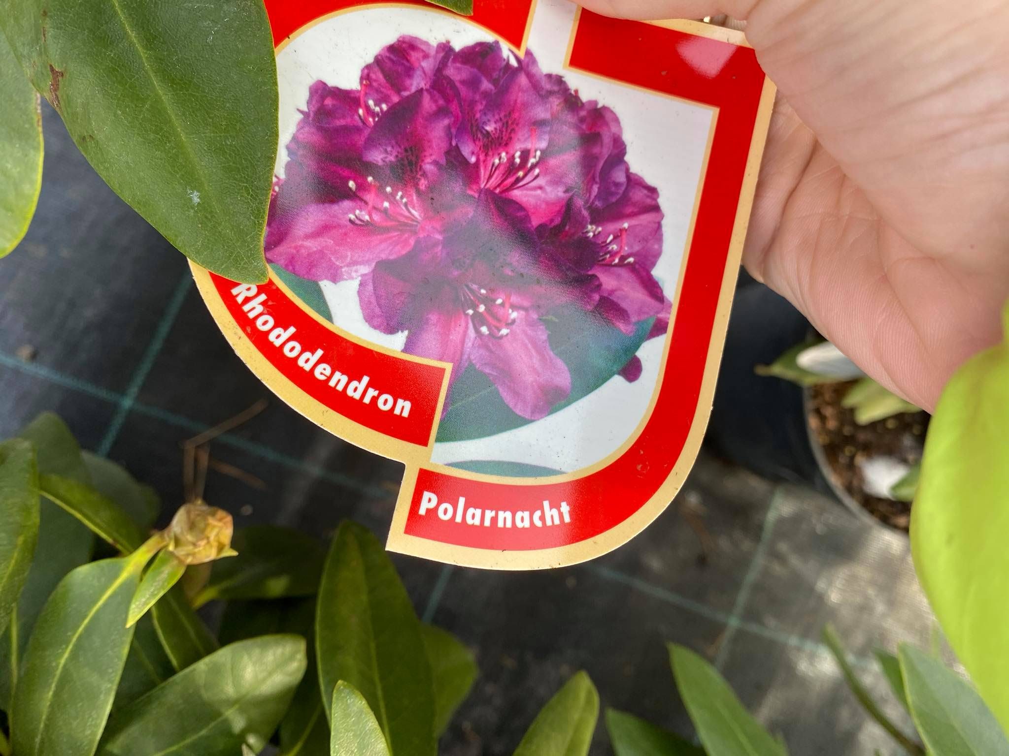 Rododendras „Polarnacht“ - Image 3