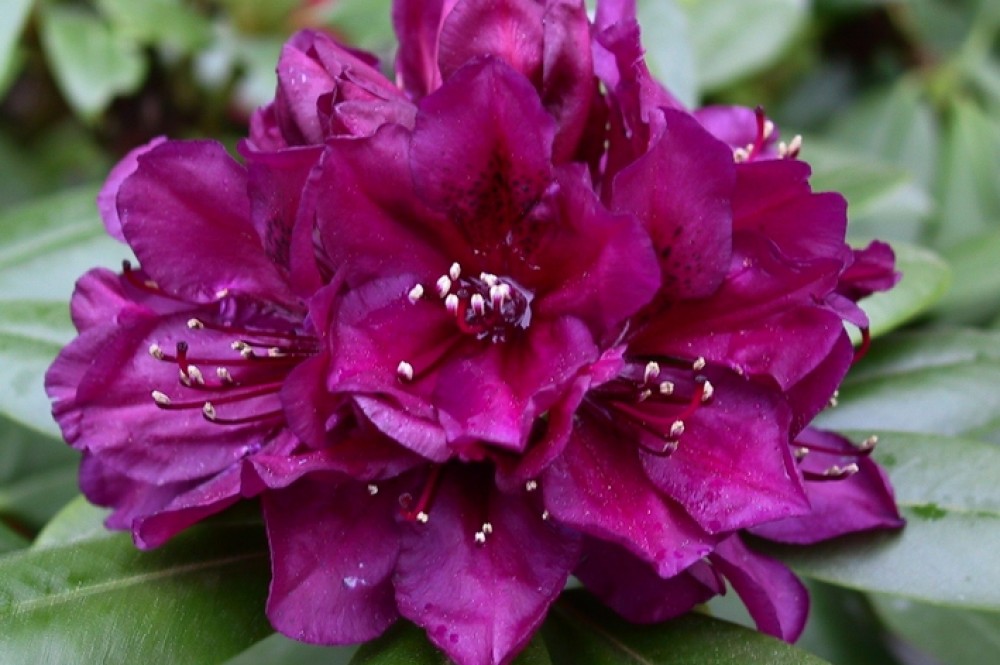 Rododendras „Polarnacht“