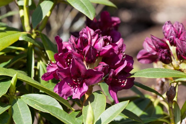 Rododendras „Polarnacht“ - Image 2