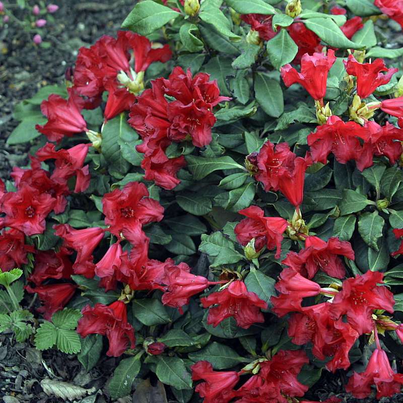 Rododendras repens „Baden-Baden“ - Image 2