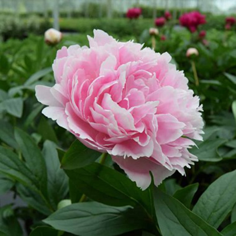 Bijūnas „Sarah Bernhardt“ - Image 3
