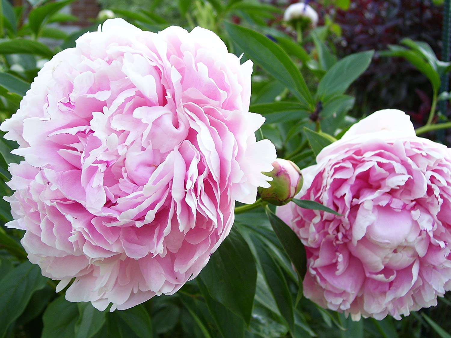 Bijūnas „Sarah Bernhardt“ - Image 2