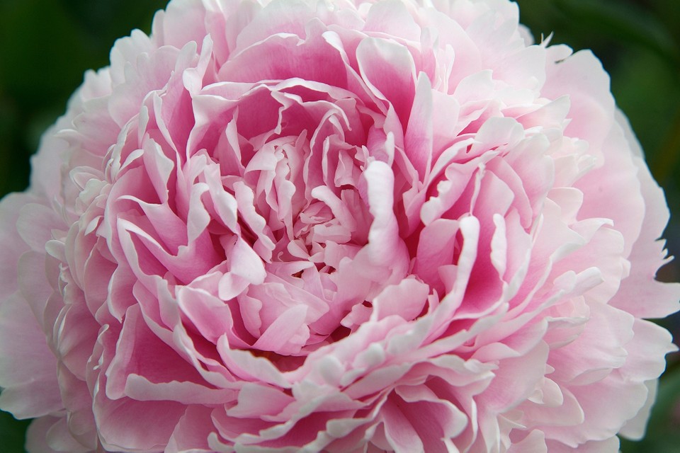 Bijūnas „Sarah Bernhardt“