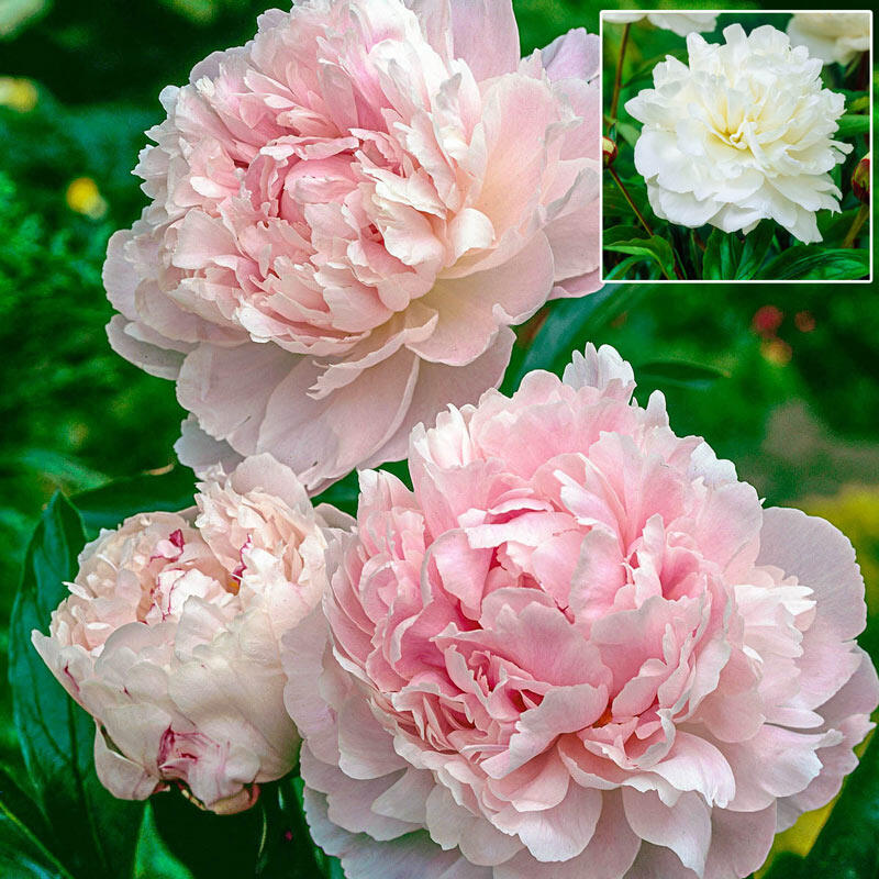 Bijūnas „Shirley Temple“ - Image 2