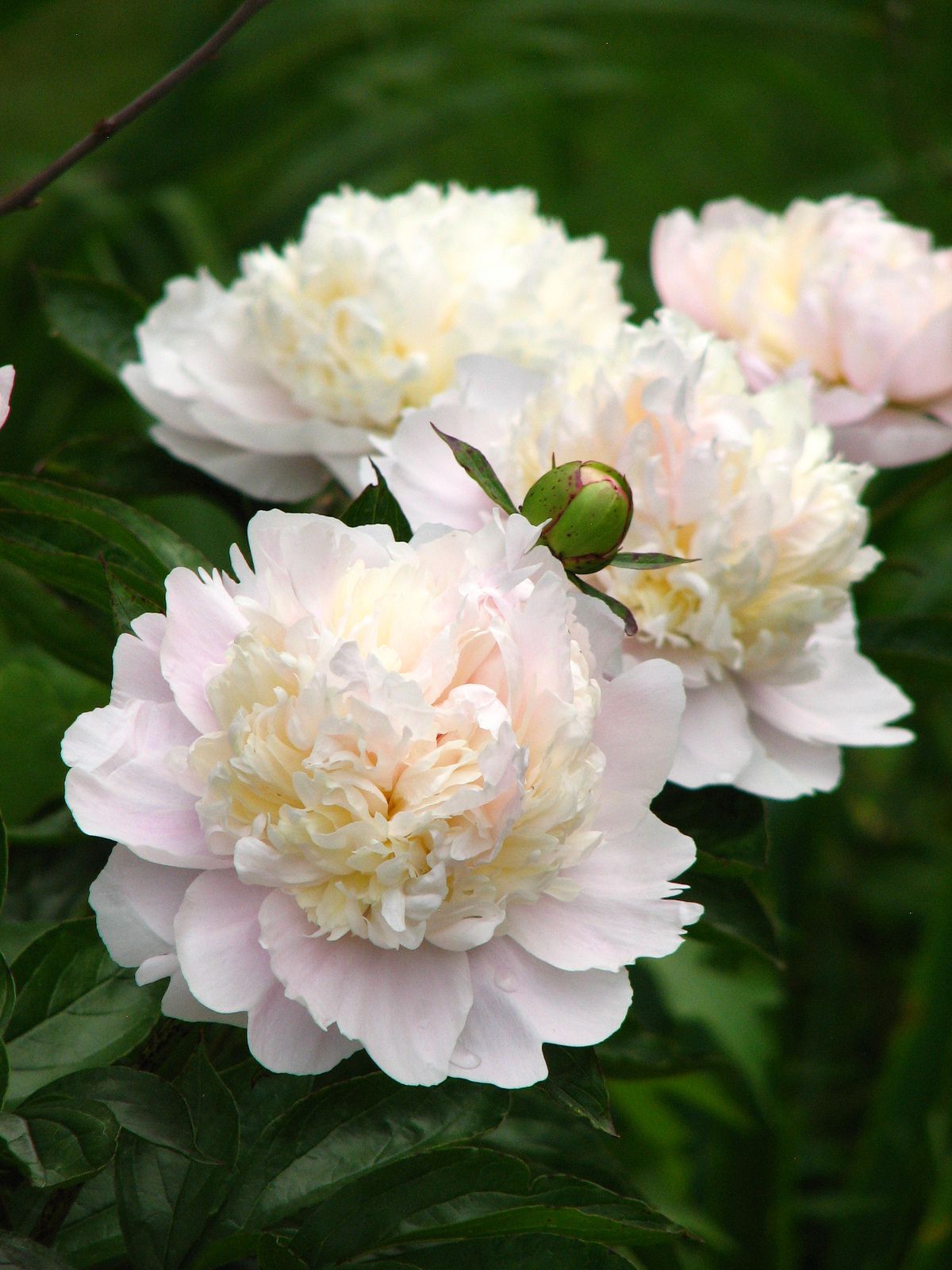 Bijūnas „Shirley Temple“ - Image 3