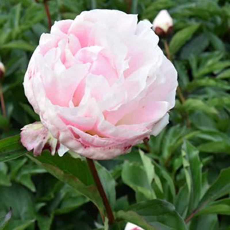 Bijūnas „Shirley Temple“