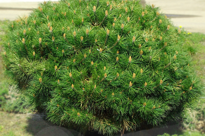 Juodoji pušis „Globosa“ - Image 3