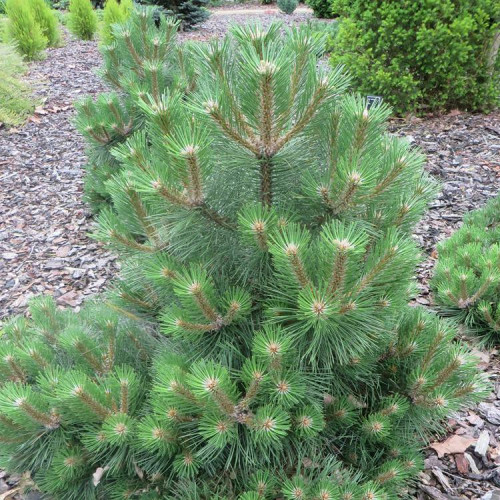 Juodoji pušis „Oregon Green“ - Image 3