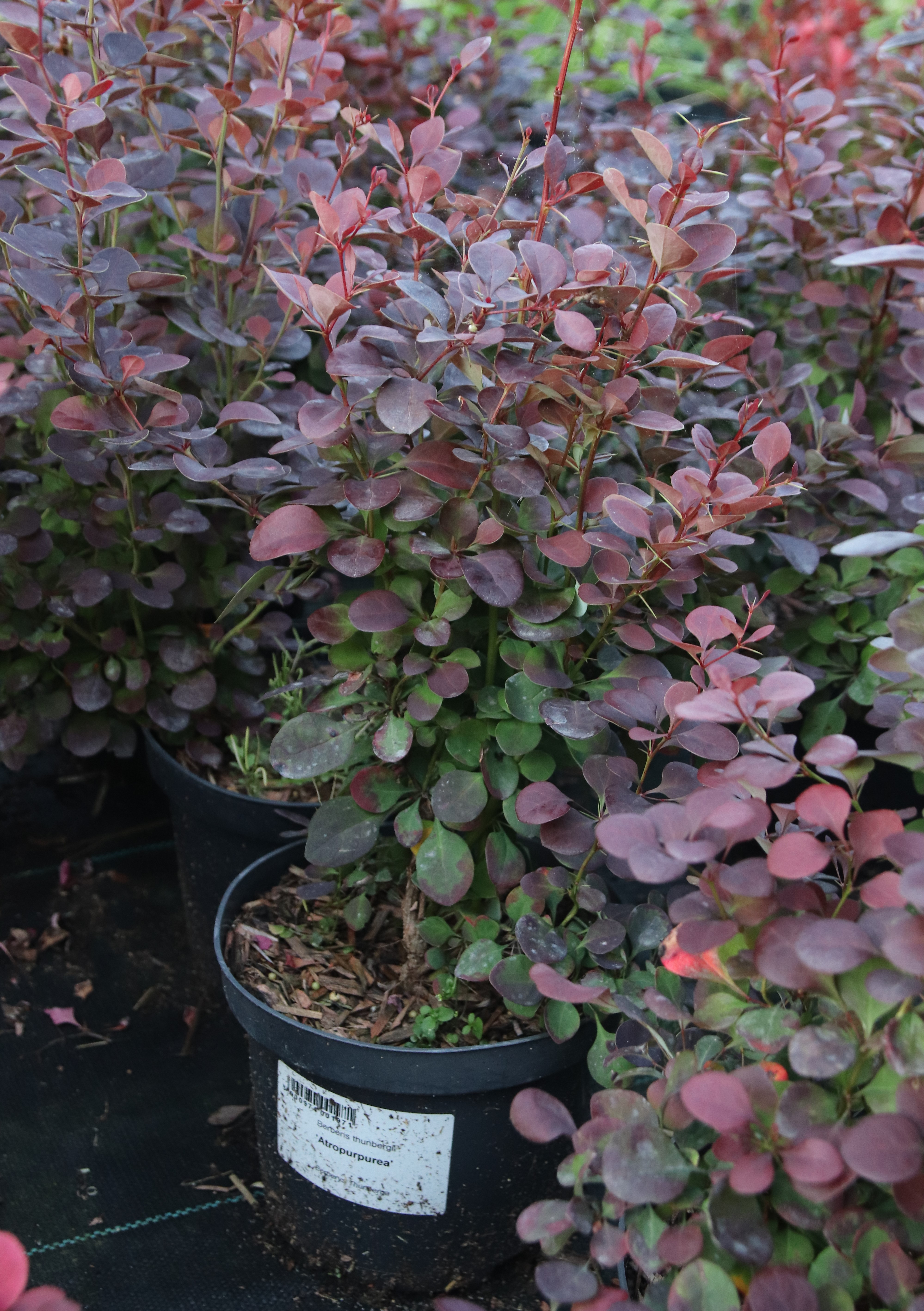 Raugerškis (barbarisas) tunbergo „Atropurpurea“ - Image 2