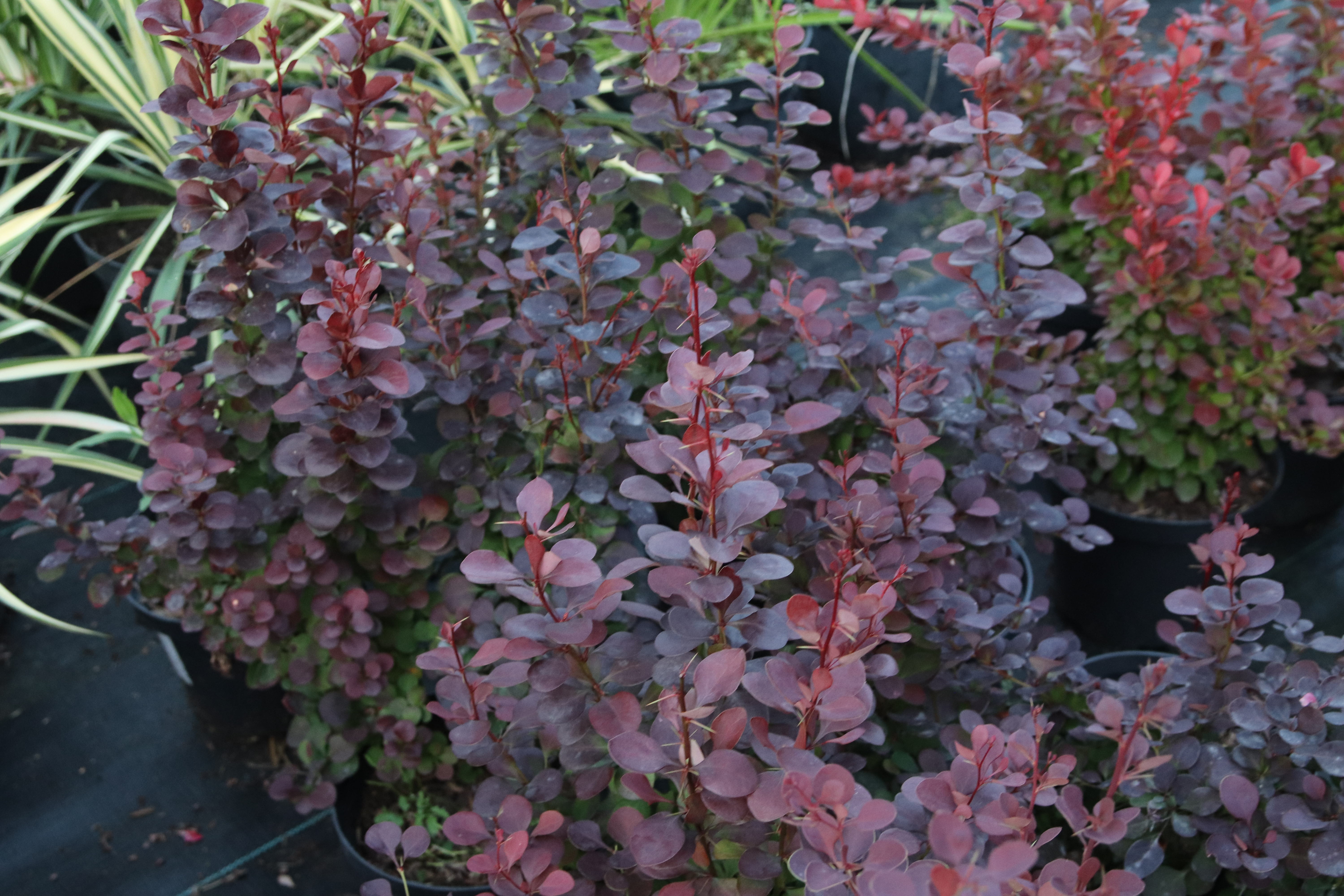 Raugerškis (barbarisas) tunbergo „Atropurpurea“