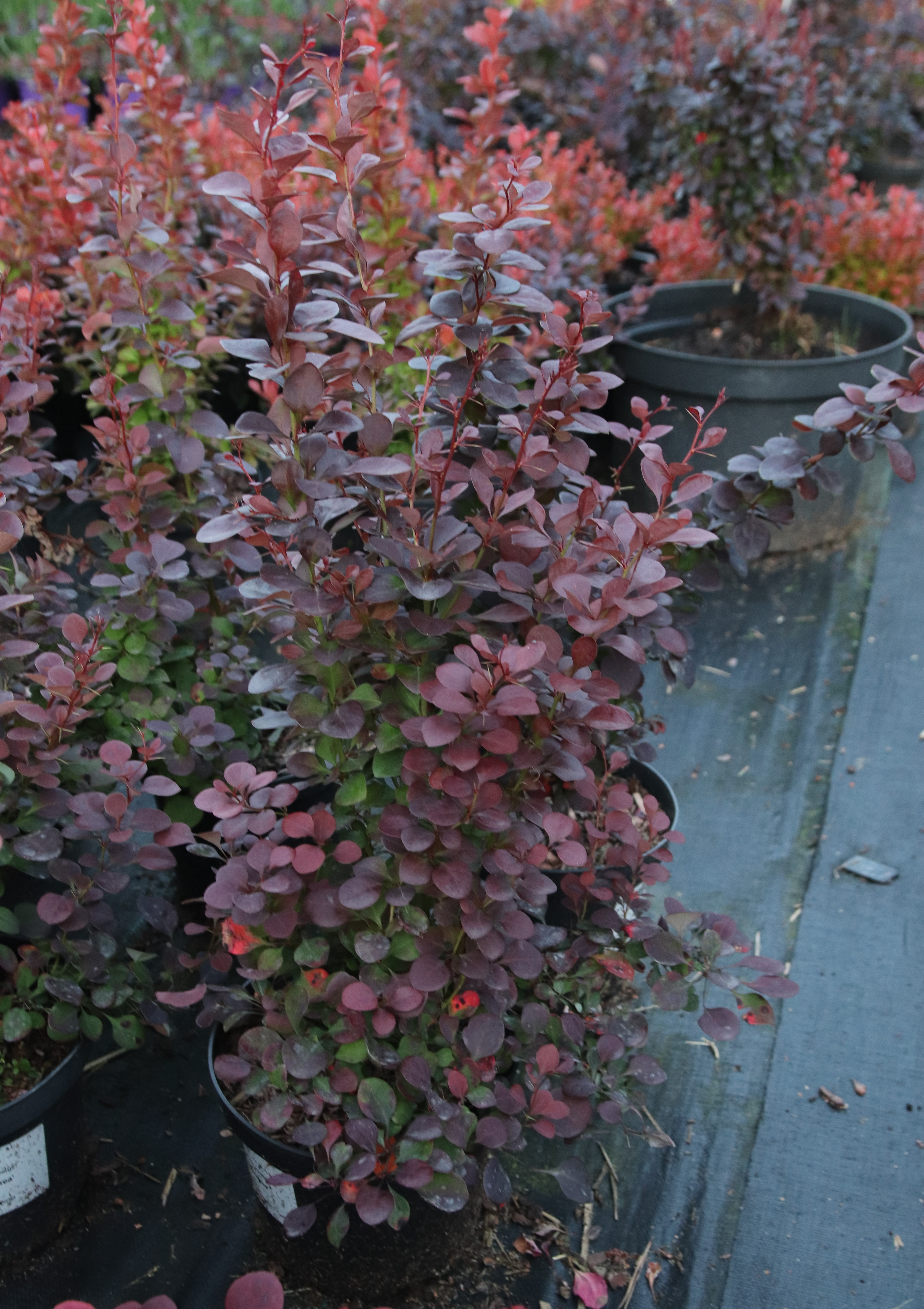 Raugerškis (barbarisas) tunbergo „Atropurpurea“ - Image 3