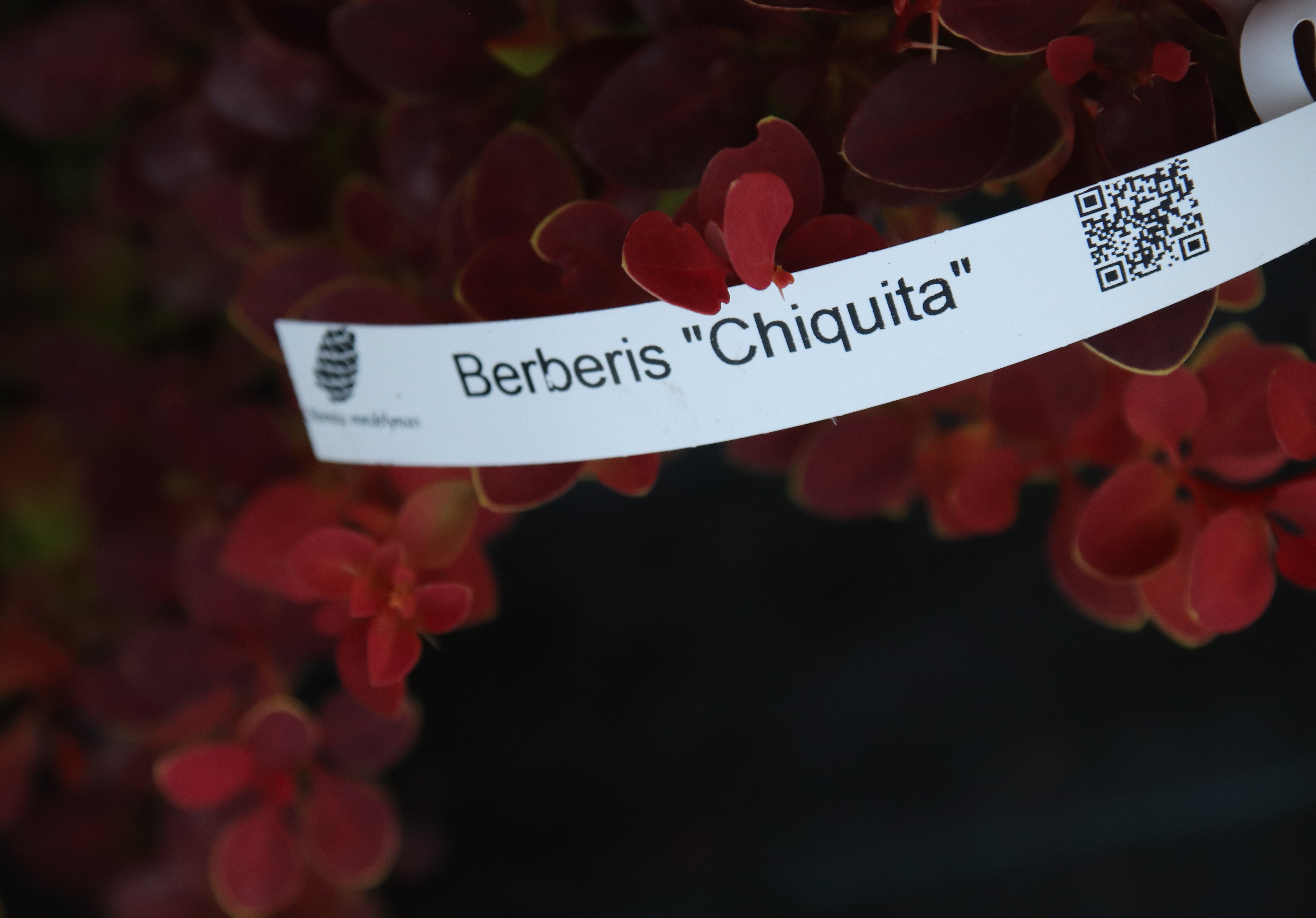 Raugerškis (barbarisas) tunbergo „Chiquita“ - Image 2