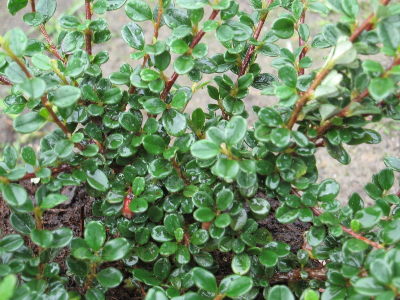 Cochleatus kaulenis „Schneider“