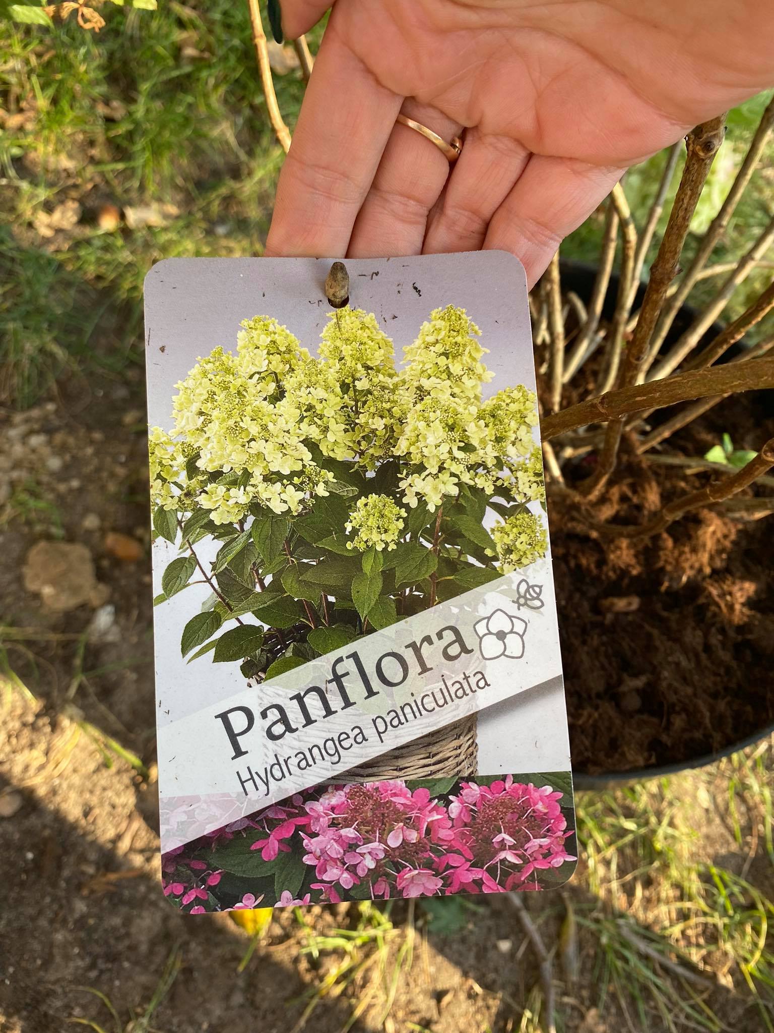 Šluotelinė hortenzija „Panflora“ - Image 2