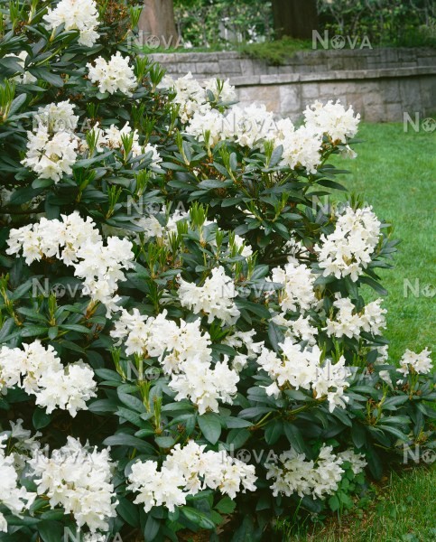 Rododendras „Cunninghams white“ - Image 2