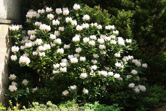 Rododendras „Cunninghams white“ - Image 3