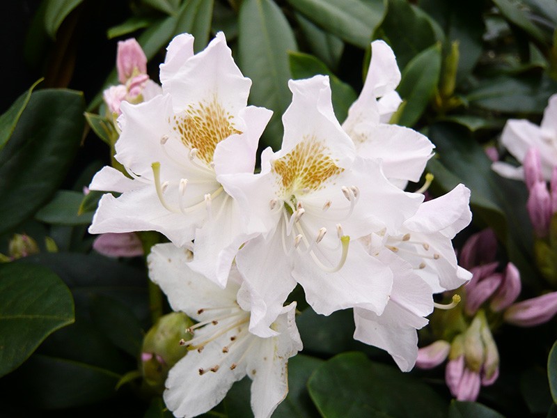 Rododendras „Cunninghams white“