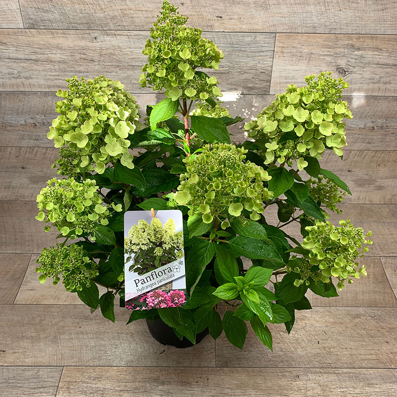 Šluotelinė hortenzija „Panflora“