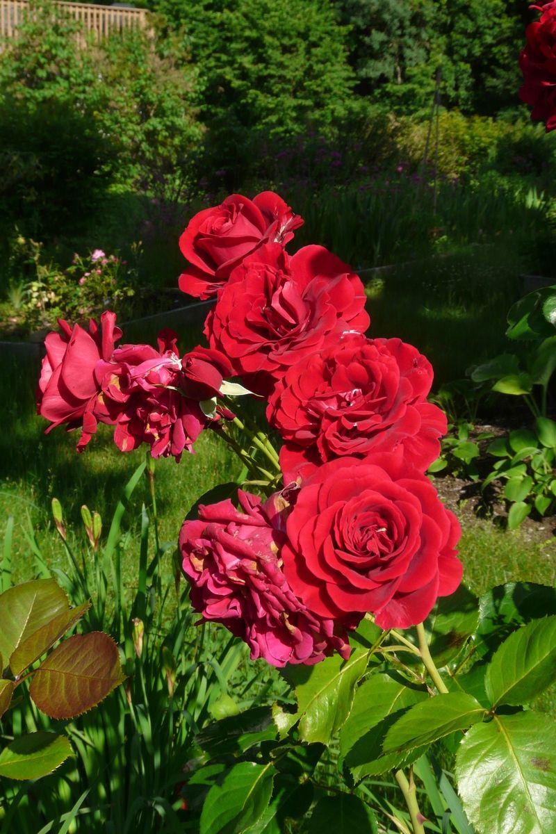 Rožė „Isabel Renaissance“ - Image 3