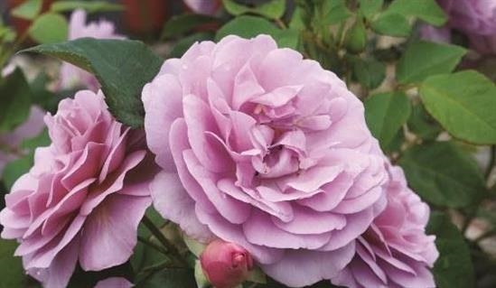 Rožė „Jagoda (Lady Perfume)“