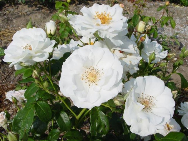 Rožė „Kristal Perle“ - Image 2
