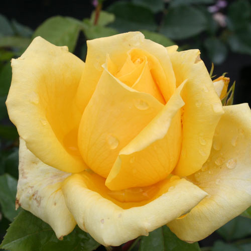 Rožė „Landora“