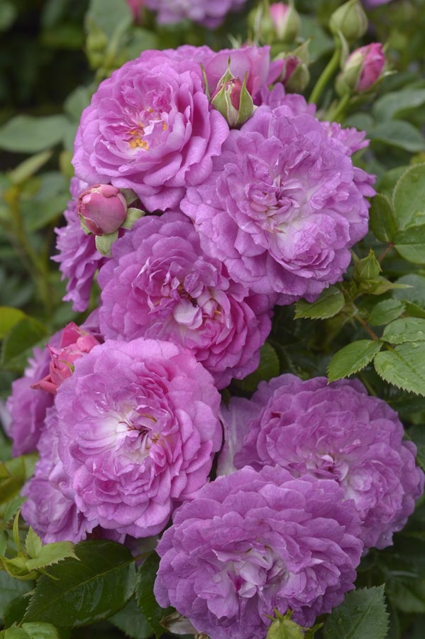 Rožė „Lavender Pop“