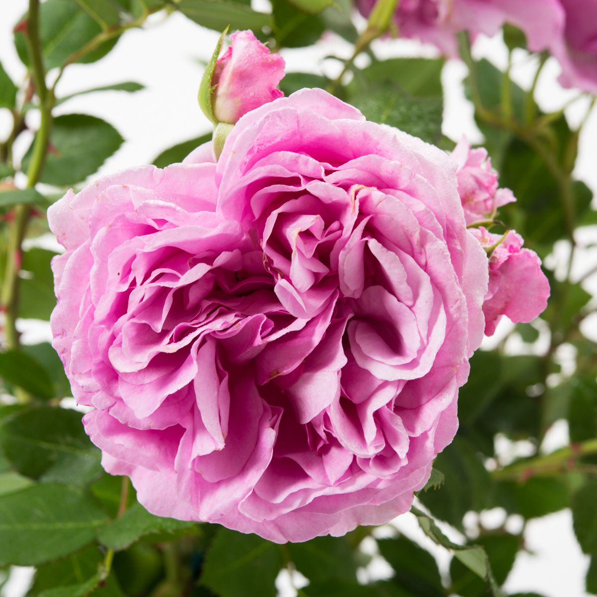 Rožė „Lilac Topaz“