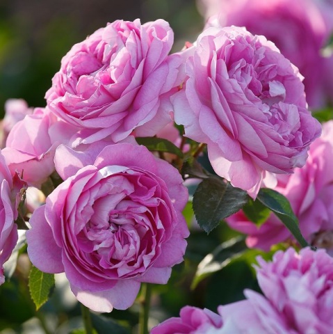 Rožė „Lilac Topaz“ - Image 2