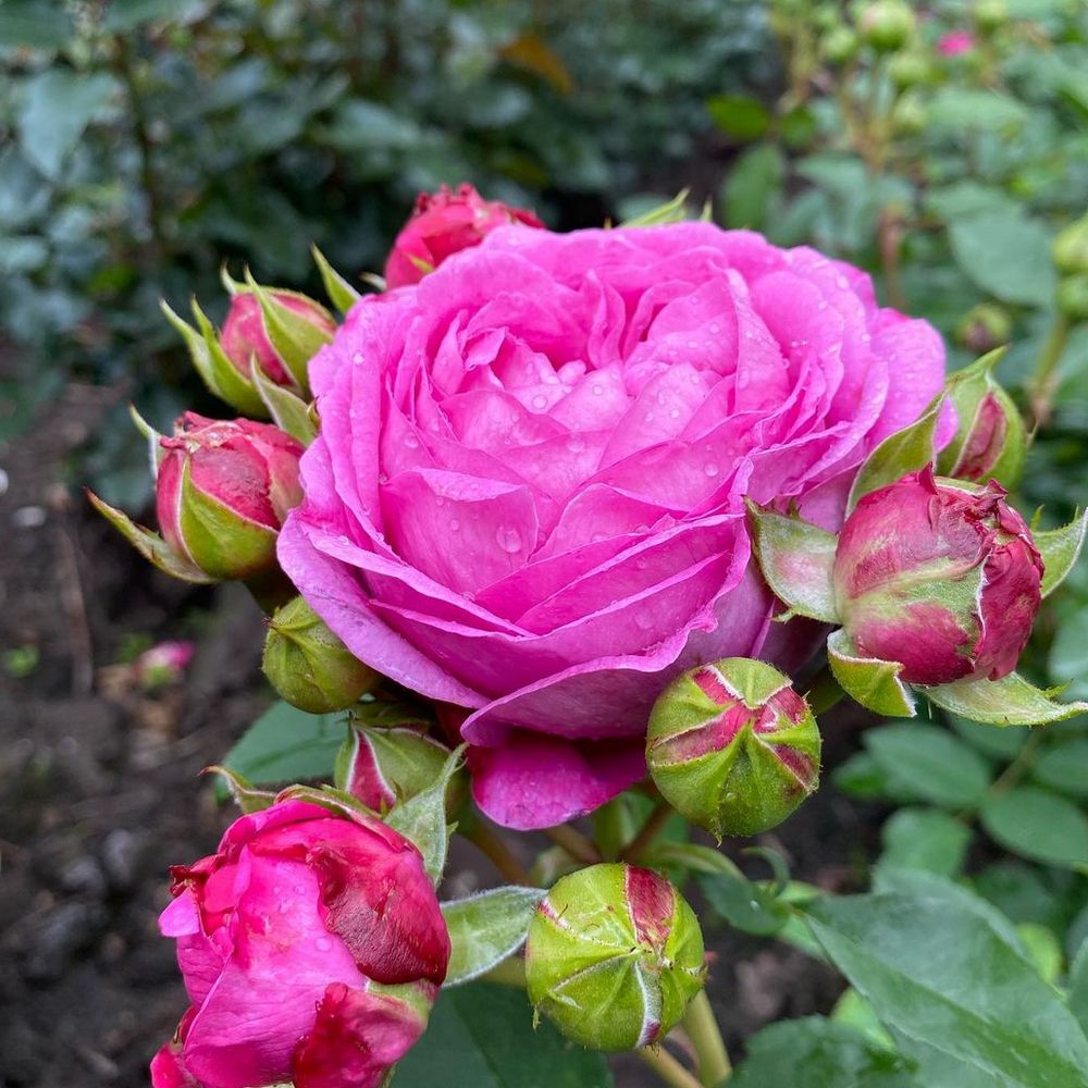 Rožė „Lilac Topaz“ - Image 3