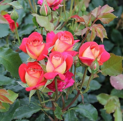 Rožė „Midsummer“ - Image 2