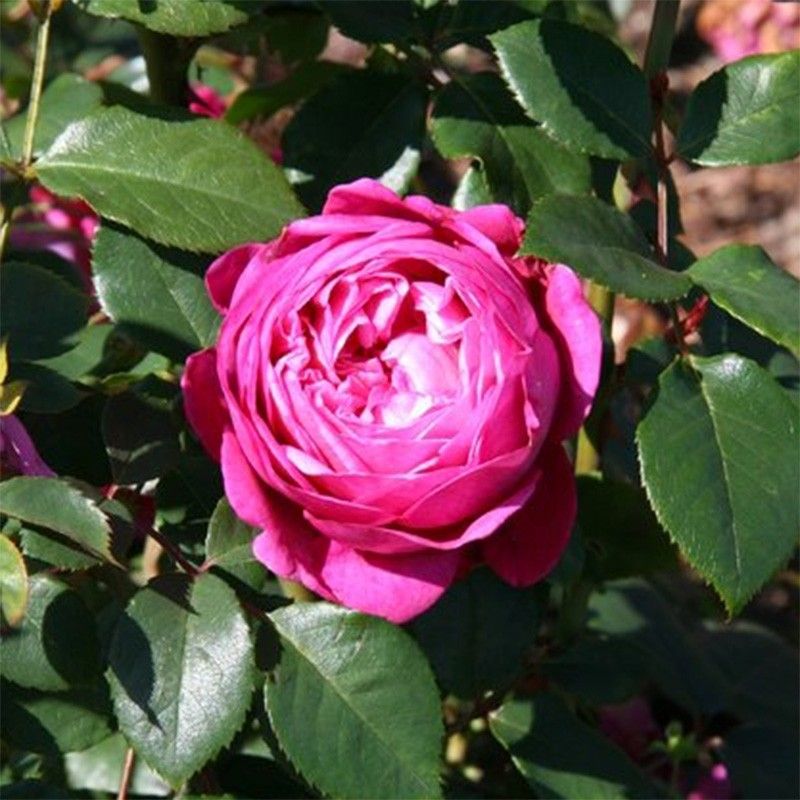 Rožė „Natalie Renaissance“ - Image 3