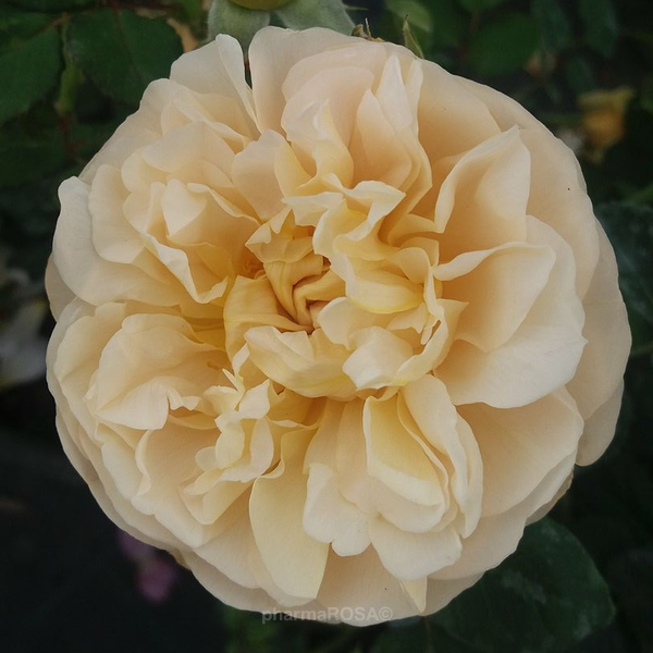 Rožė „Olivera Frayla“