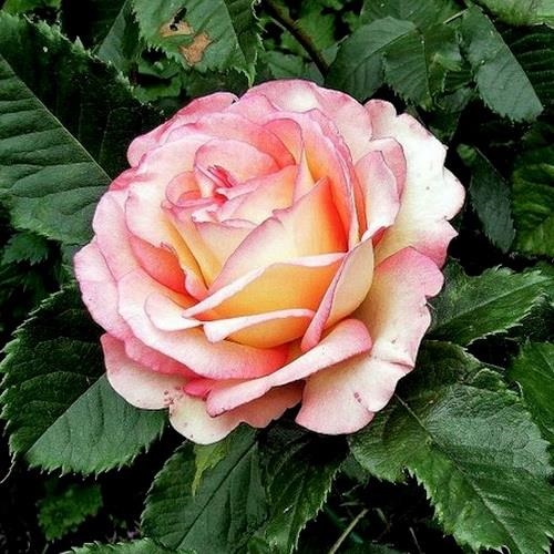Rožė „Perfume Kisses“