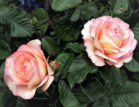 Rožė „Perfume Kisses“ - Image 3