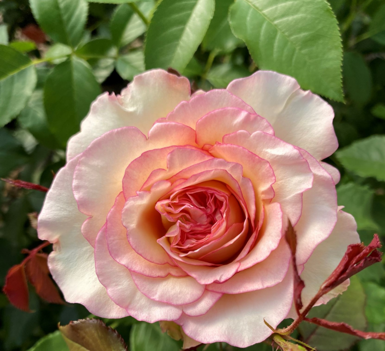Rožė „Perfume Kisses“ - Image 2