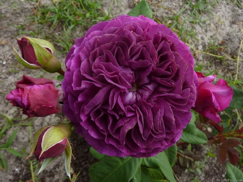 Rožė „Purple Eden“