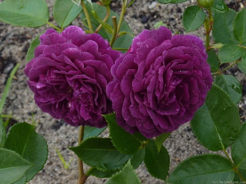 Rožė „Purple Eden“ - Image 2