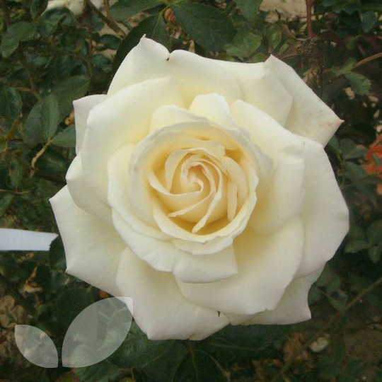 Rožė „Silver Wedding Celebration“