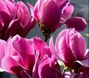 Magnolija „Amethyst Flame“ - Image 3