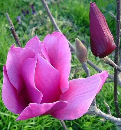 Magnolija „Amethyst Flame“ - Image 2